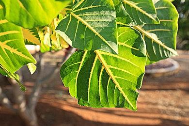 节奏动作游戏《偶像演唱会》Steam页面上线 3月14日发售